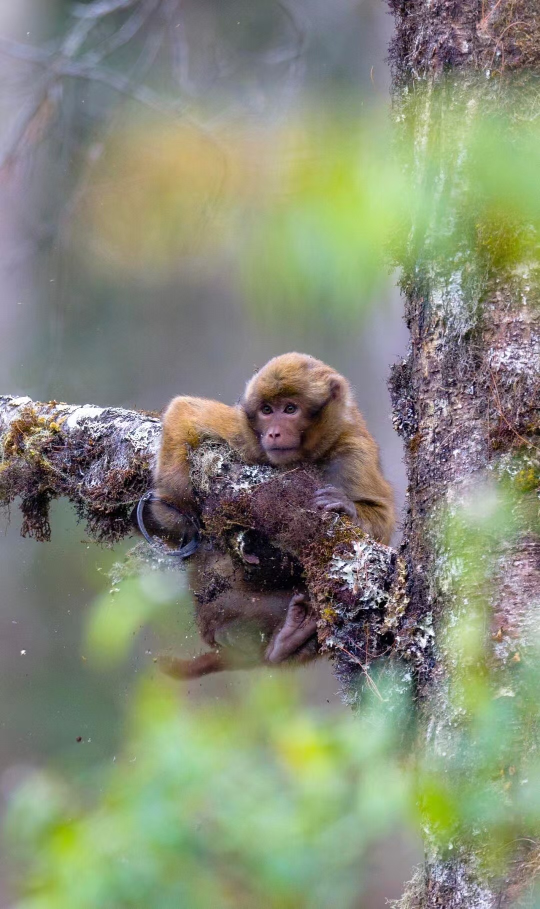 西藏墨脱一只白颊猕猴被捕兽夹夹住如 “戴手铐”，当地林草局称已安排专人处理