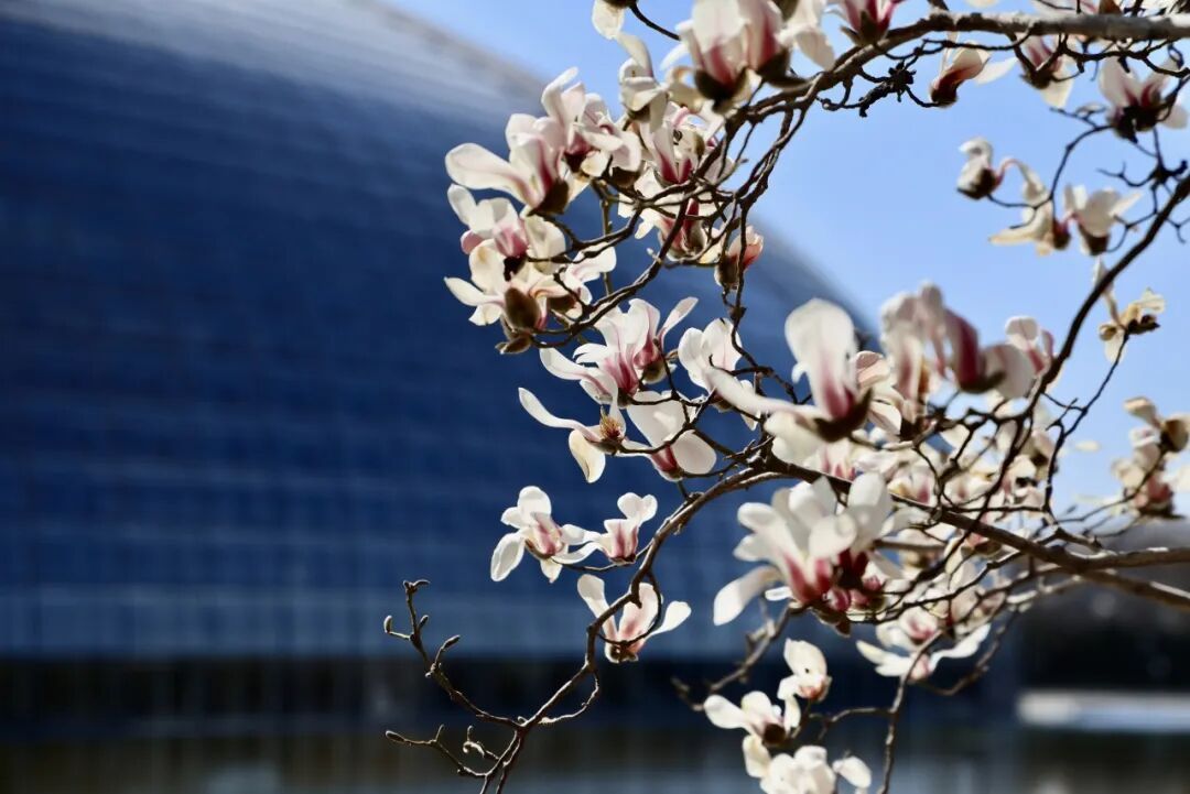 美美美！北京顶流玉兰已到最美观赏期，就在这里——