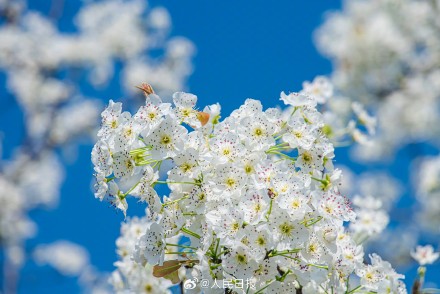 心旷神怡！梨花盛开似雪如云太美了