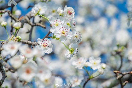 心旷神怡！梨花盛开似雪如云太美了