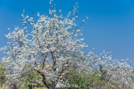 心旷神怡！梨花盛开似雪如云太美了