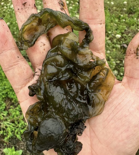 雨后才会出现，不少人出门捡！柔滑鲜嫩，浙江这道限定美味太鲜了