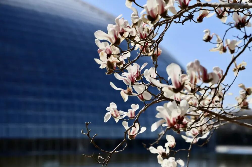 美美美！北京顶流玉兰已到最美观赏期，就在这里——