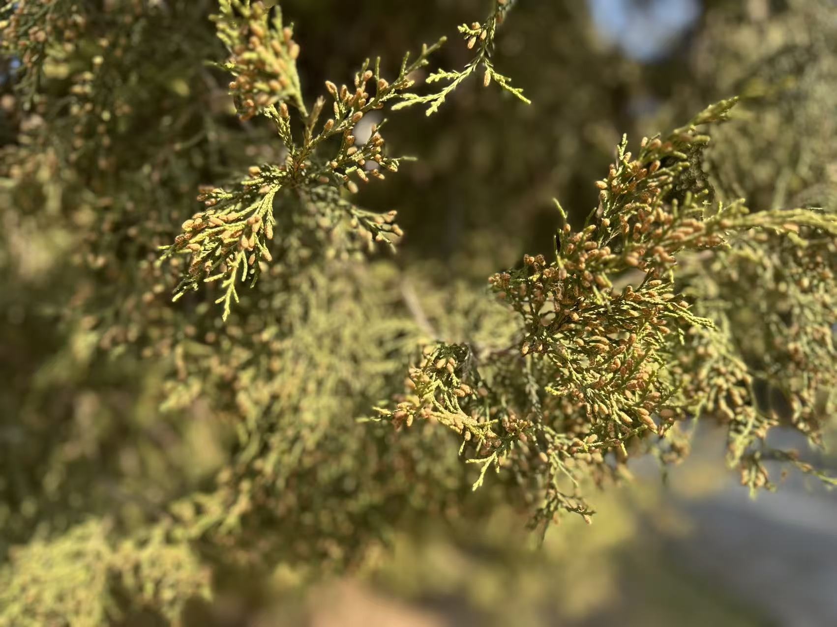 北京将迎柏科花粉浓度高峰 今年“治粉”有哪些新招 北京将迎柏科花粉浓度高峰 今年“治粉”有哪些新招