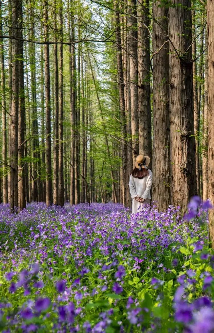 真躺着赚钱？崇明森林睡眠挑战赛招募，第一名“睡神”奖金3000元，却引发网友疑问...