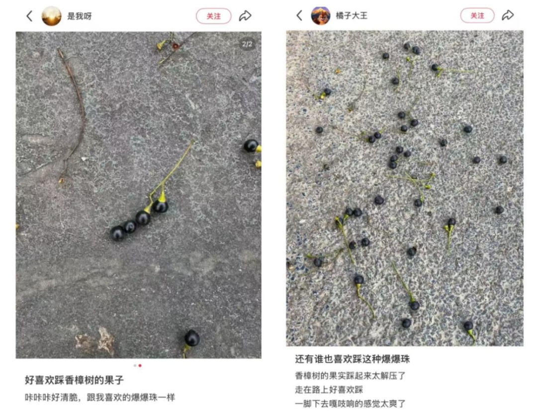 又来！上海街头大量出现，中招市民苦不堪言！将持续到4月，重要提醒