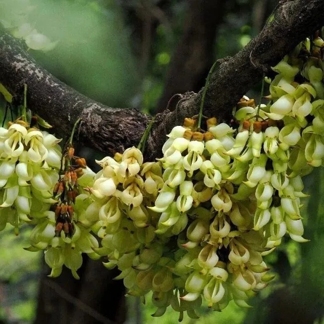 上海网友一句“想看”，广州女孩“千里送木棉”