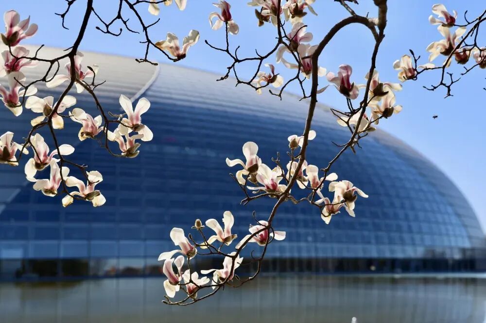 美美美！北京顶流玉兰已到最美观赏期，就在这里——