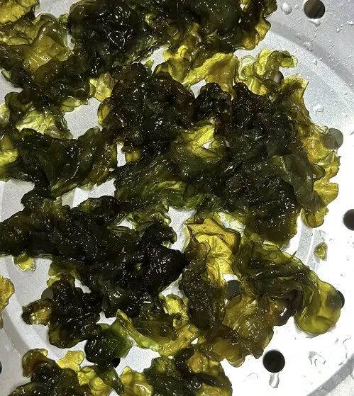 雨后才会出现，不少杭州人出门捡，有人蹲在地上一拣就是一桶