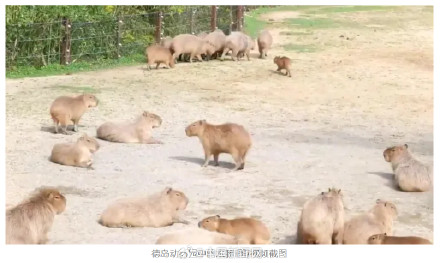 日本想用水豚换俄罗斯北极熊