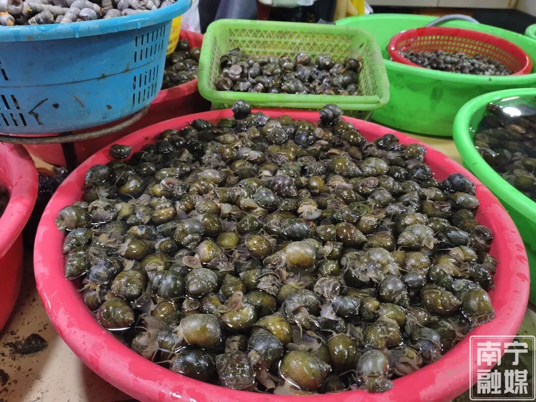 一口“鲜”掉眉毛！南宁青壳螺蛳抢“鲜”上市，价格很亲民