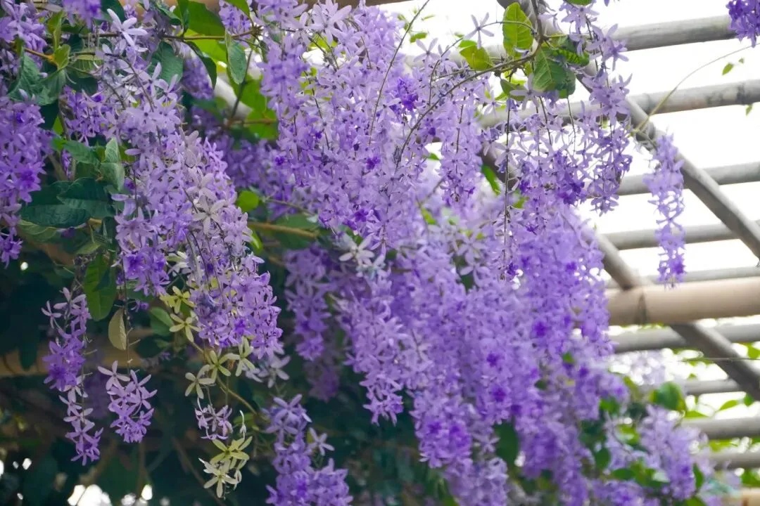 上海网友一句“想看”，广州女孩“千里送木棉”