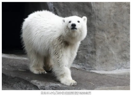 日本想用水豚换俄罗斯北极熊