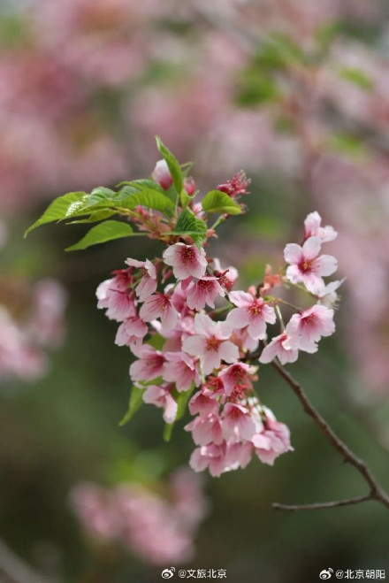 朝阳这处赏花顶流超出片！必拍必逛点位来了