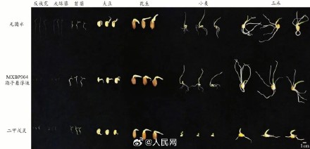 我国科学家发现零污染微生物除草剂