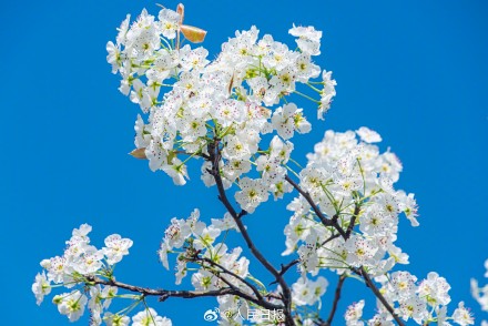 心旷神怡！梨花盛开似雪如云太美了