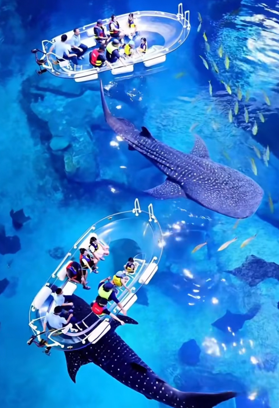 珠海长隆鲸鲨去世？多部门回应：一头鲸鲨大年初二因病死亡，水质监测等环节未发现异常