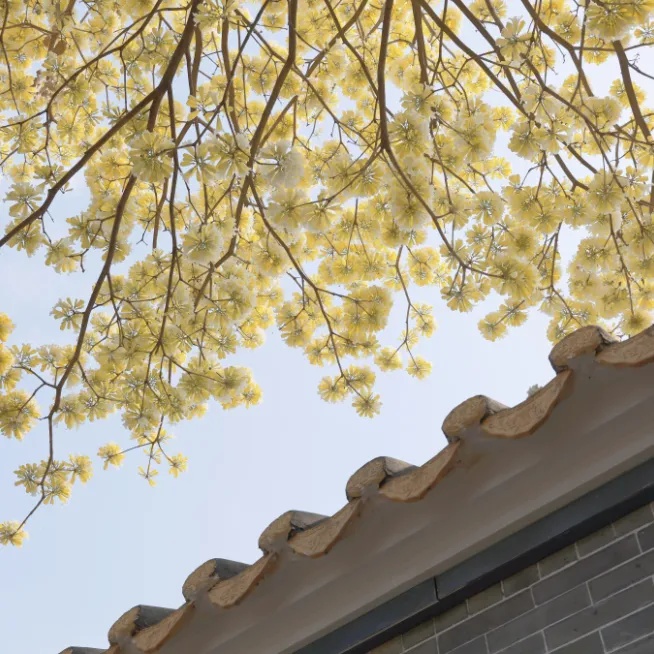 上海网友一句“想看”，广州女孩“千里送木棉”