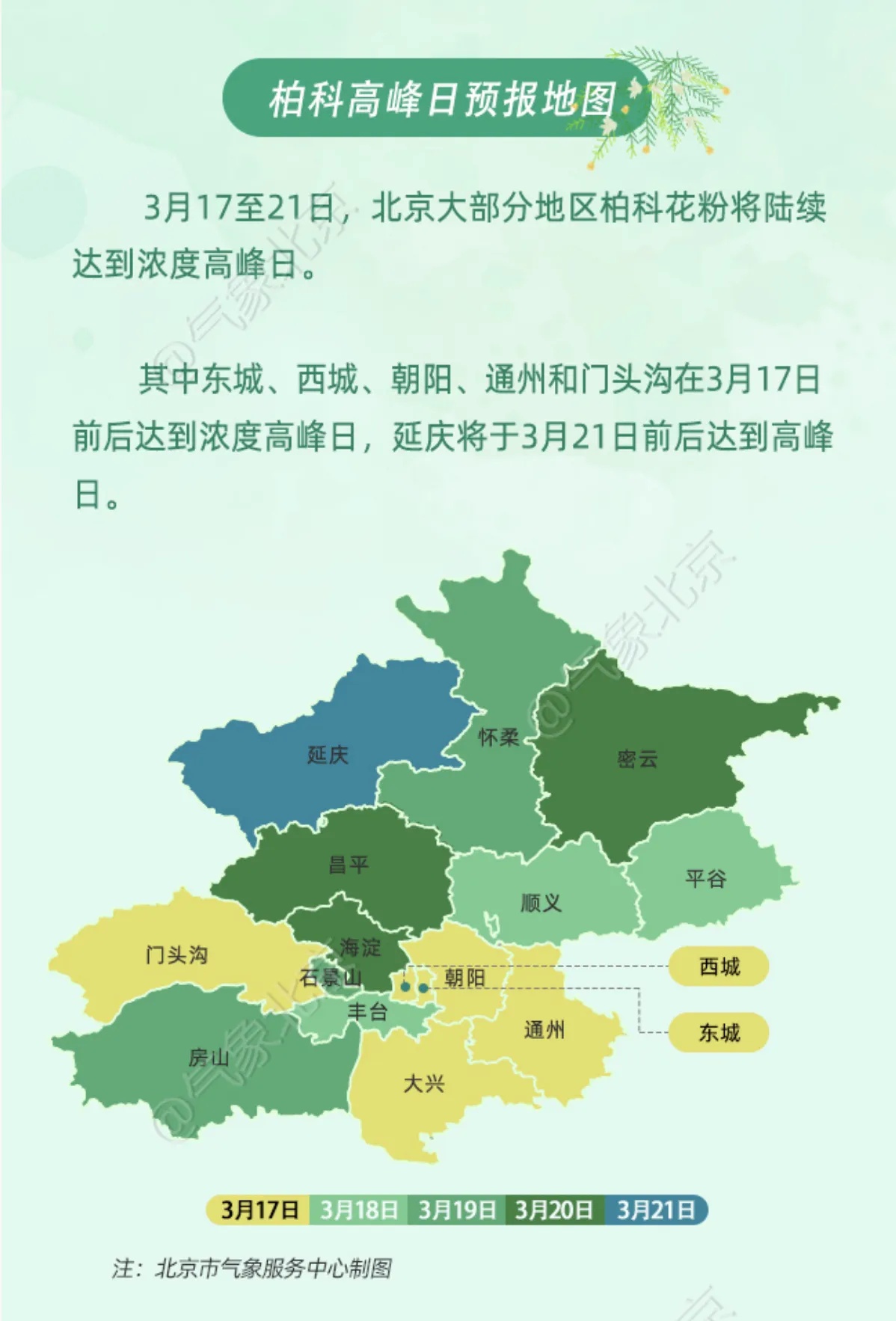 北京柏科花粉浓度陆续达峰 这份防护指南请收