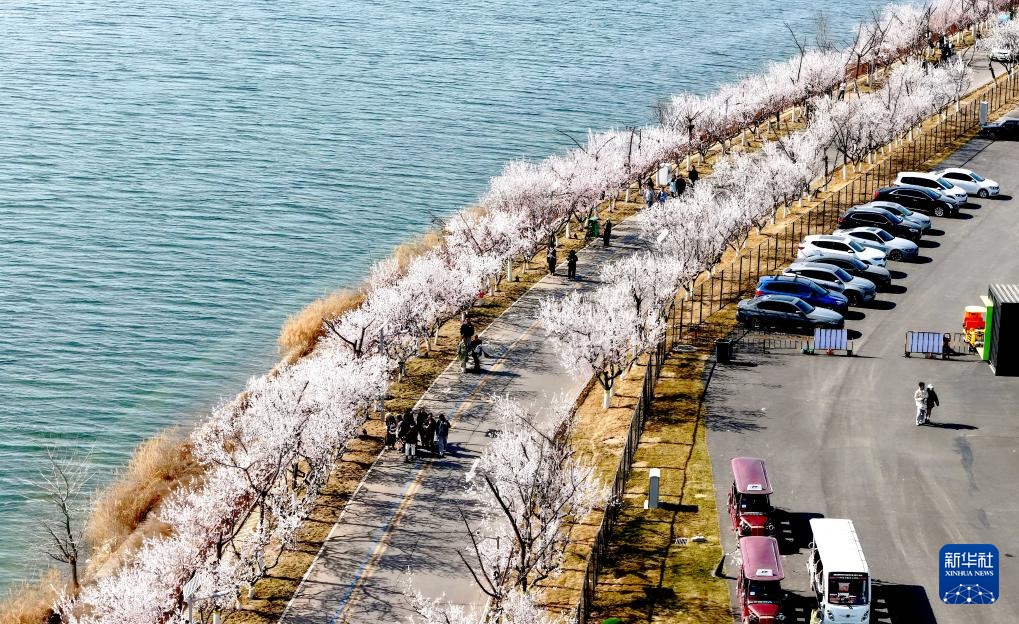 踏青赏花享春光