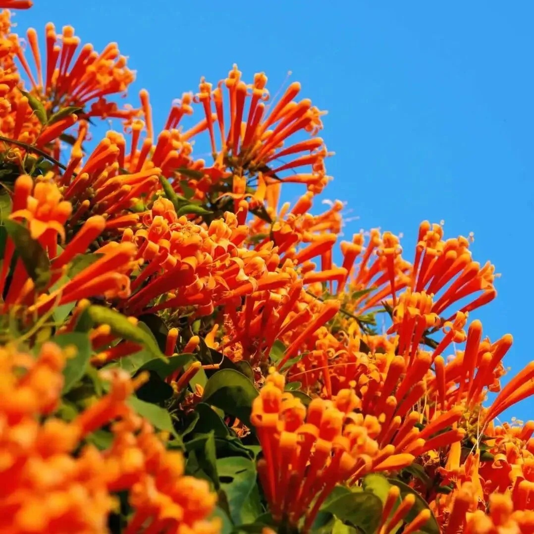 上海网友一句“想看”，广州女孩“千里送木棉”