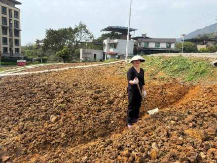 缙云山下种块地是什么体验？北碚推出“农田出租”引发居民热捧