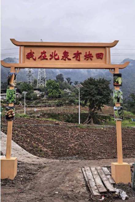 缙云山下种块地是什么体验？北碚推出“农田出租”引发居民热捧