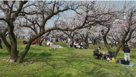 秦岭脚下百年杏园迎盛花期