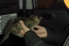 乘客遗落小猫，网约车司机等来“抚养权”，平台规定：72小时无人认领便可自行处理