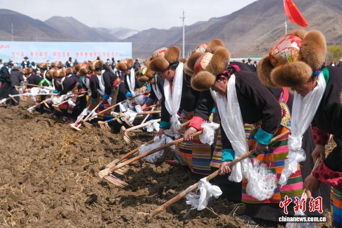 西藏雅鲁藏布江畔春耕忙：传统仪式承载丰收祈愿