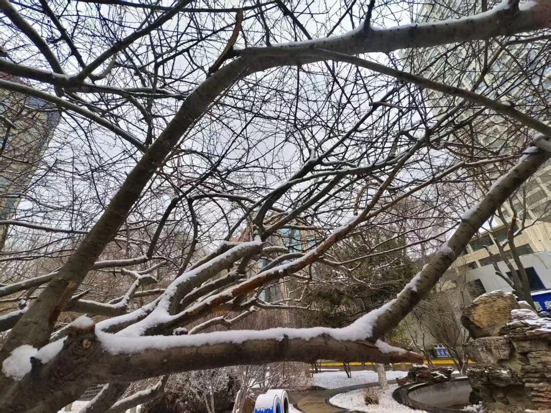 今天,雪中的西宁美成这样...... 今天,雪中的西宁美成这样......