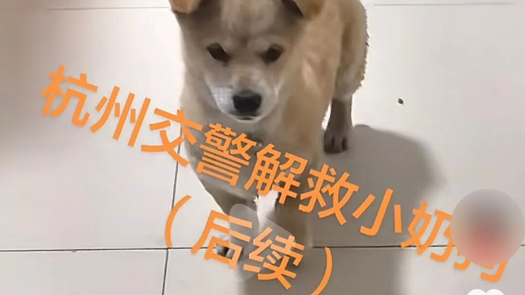 “小狗年纪轻轻就坐上了警车”?杭州网友笑翻:它是不是想借机应聘警犬 “小狗年纪轻轻就坐上了警车”?杭州网友笑翻:它是不是想借机应聘警犬