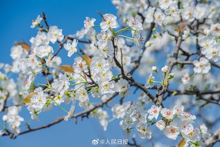 心旷神怡！梨花盛开似雪如云太美了