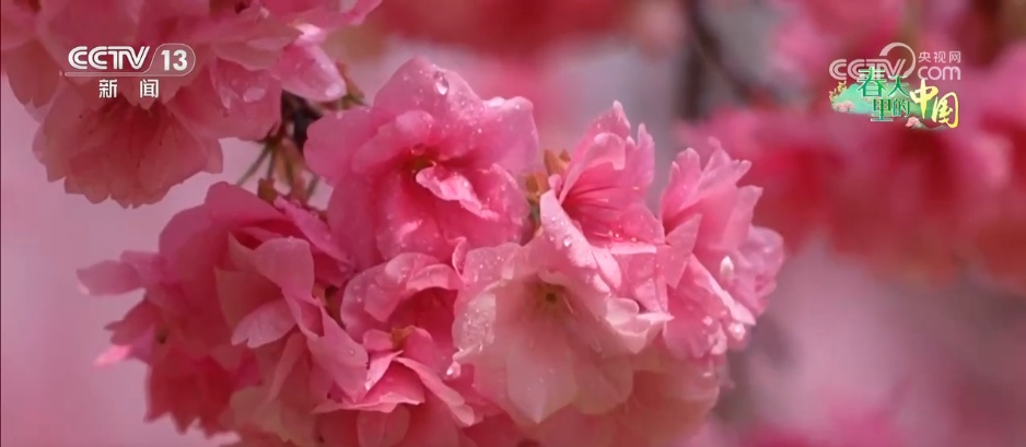以花为媒解锁“赏花经济”新活力 沉浸式“春日嘉年华”焕发文旅“美丽”动能