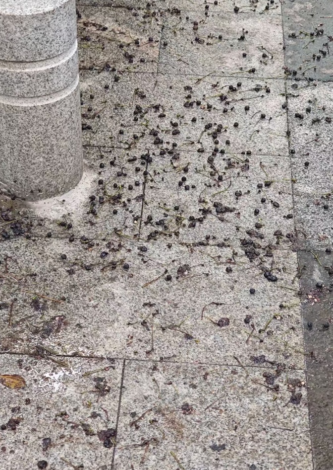 又来！上海街头大量出现，中招市民苦不堪言！将持续到4月，重要提醒