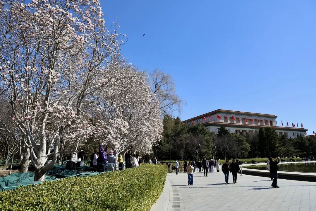 美美美！北京顶流玉兰已到最美观赏期，就在这里——