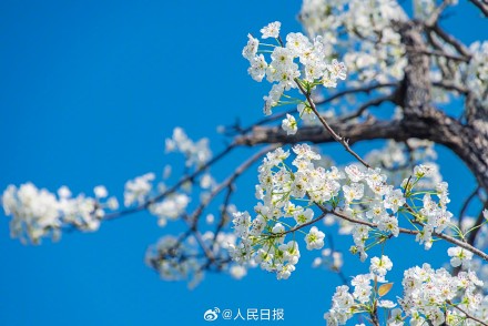 心旷神怡！梨花盛开似雪如云太美了
