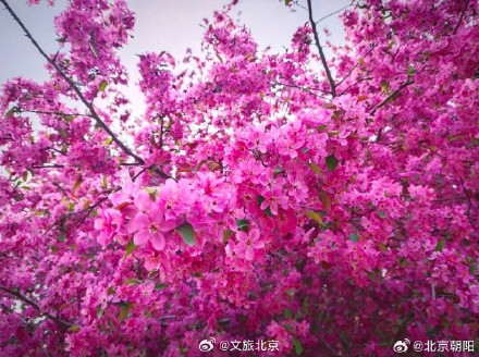 朝阳这处赏花顶流超出片！必拍必逛点位来了
