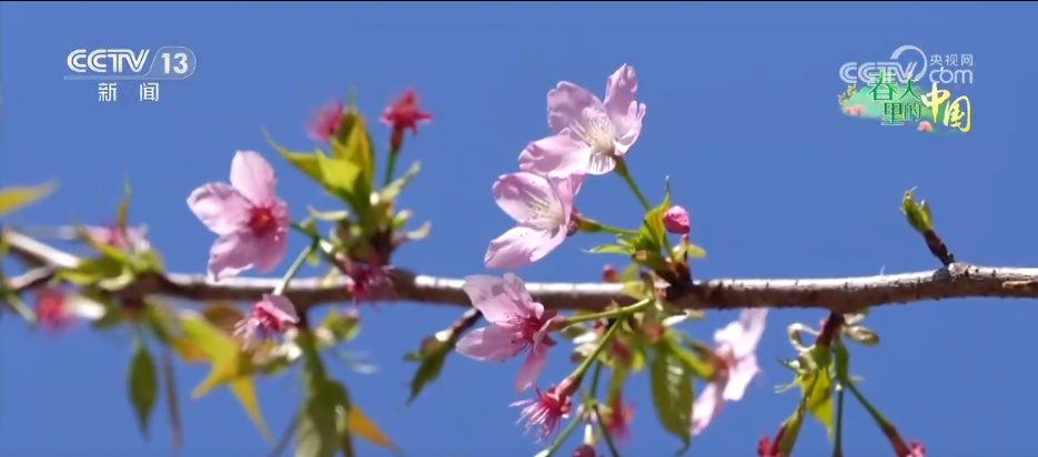 春日景色唤醒 “美丽经济” 赏花游成为农文旅消费新热点 春日景色唤醒 “美丽经济” 赏花游成为农文旅消费新热点