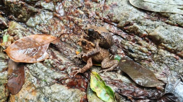 鳞皮小蟾、乐东蟾蜍两物种首次在海南万宁被发现