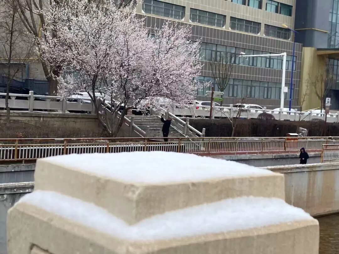 今天,雪中的西宁美成这样...... 今天,雪中的西宁美成这样......