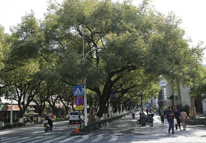 又来！上海街头大量出现，中招市民苦不堪言！将持续到4月，重要提醒