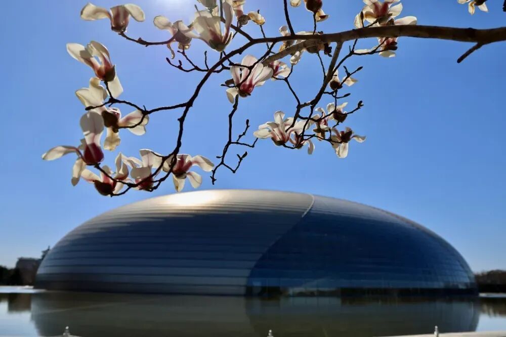 美美美！北京顶流玉兰已到最美观赏期，就在这里——