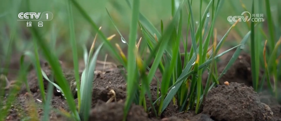 抢抓窗口期、提供“营养餐” 精细化田管为夏粮丰收按下“确认键” 抢抓窗口期、提供“营养餐” 精细化田管为夏粮丰收按下“确认键”