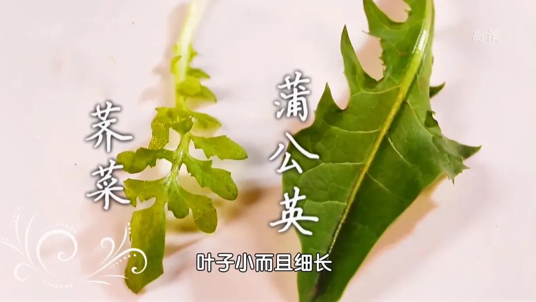 一把“清肝草”，春日养肝清浊又护眼