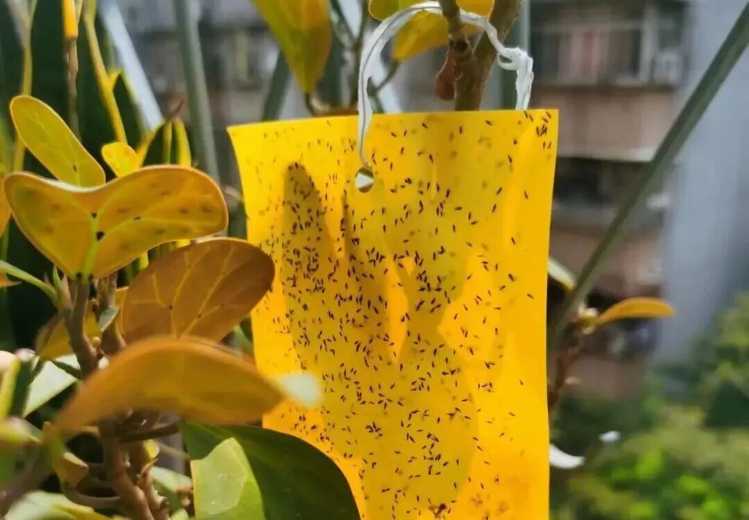 最近，少穿这种衣服出门