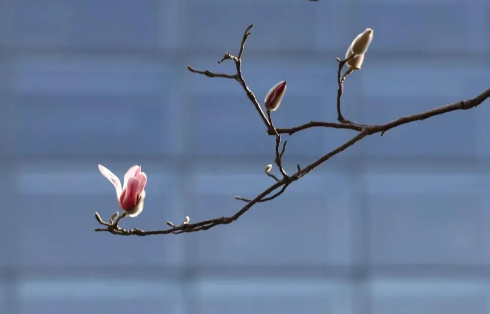 美美美！北京顶流玉兰已到最美观赏期，就在这里——