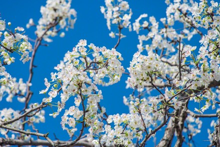 心旷神怡！梨花盛开似雪如云太美了