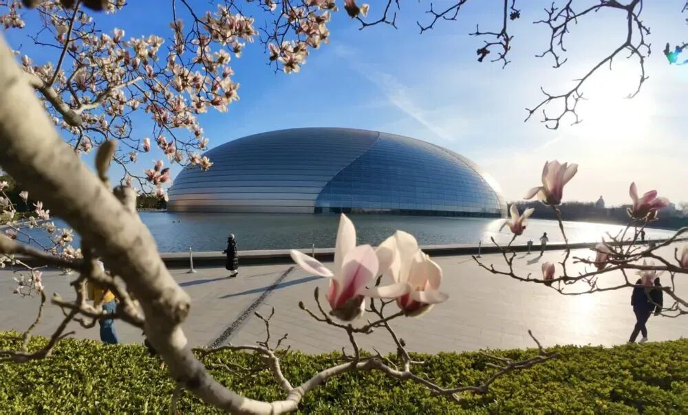 美美美！北京顶流玉兰已到最美观赏期，就在这里——