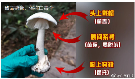 广东一对夫妇采摘致命蘑菇食用中毒